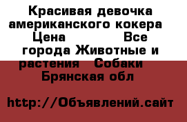 Красивая девочка американского кокера › Цена ­ 35 000 - Все города Животные и растения » Собаки   . Брянская обл.